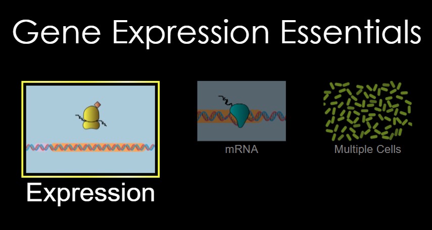 Gene Expression Essential
